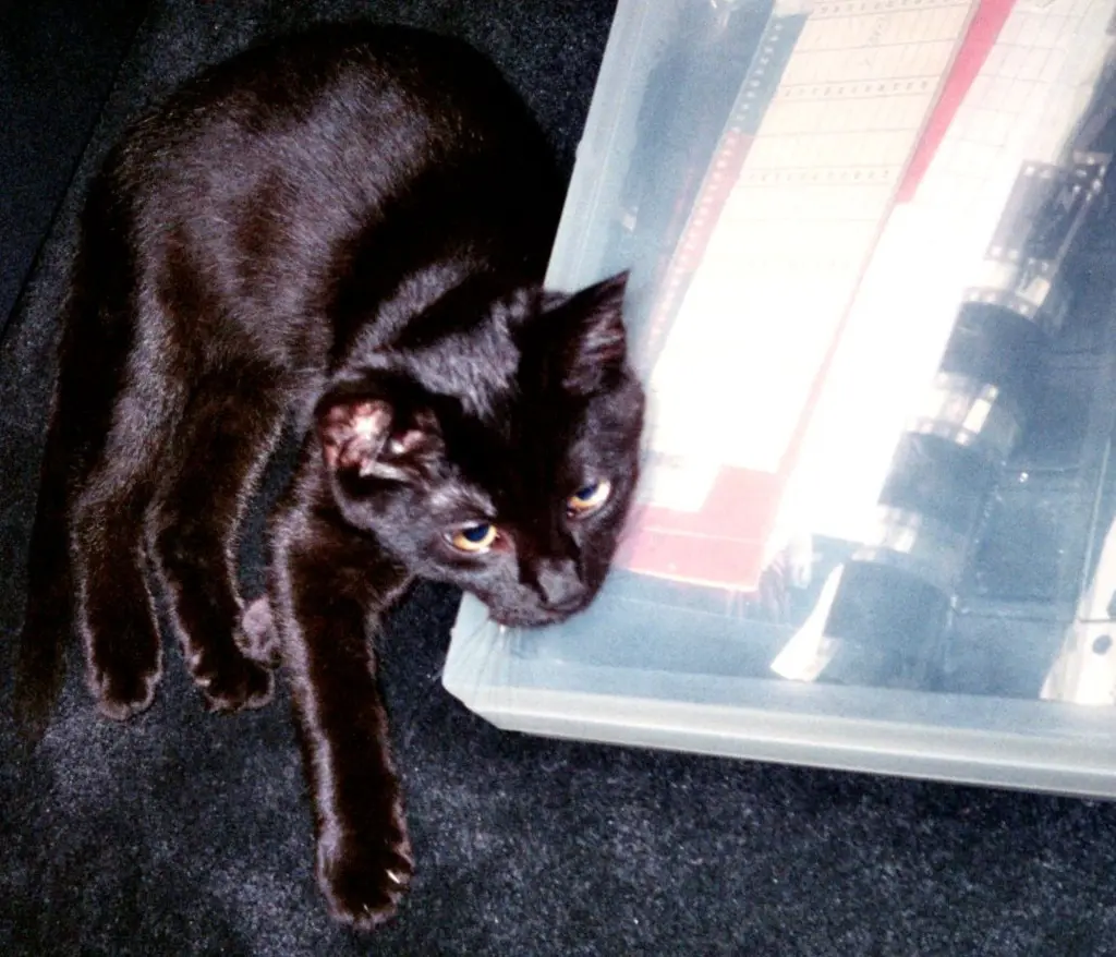 Condolence image of Britta mit Sunny tief im Herzen