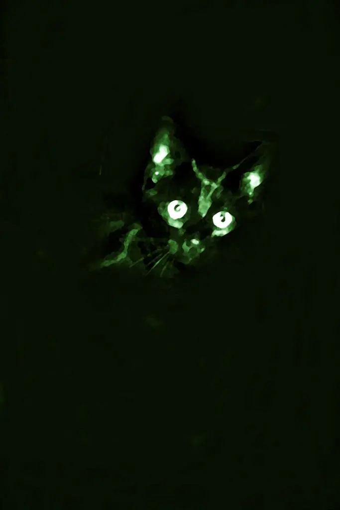 Condolence image of Britta mit Sunny tief im Herzen