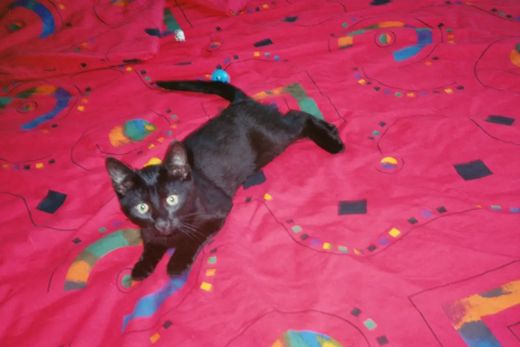 Condolence image of Britta (mit Sunny tief im Herzen)