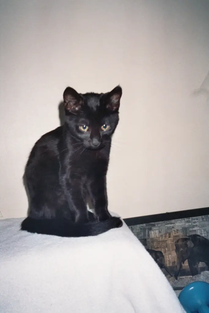 Condolence image of Britta mit Sunny (''Wild Thing'') tief im Herzen