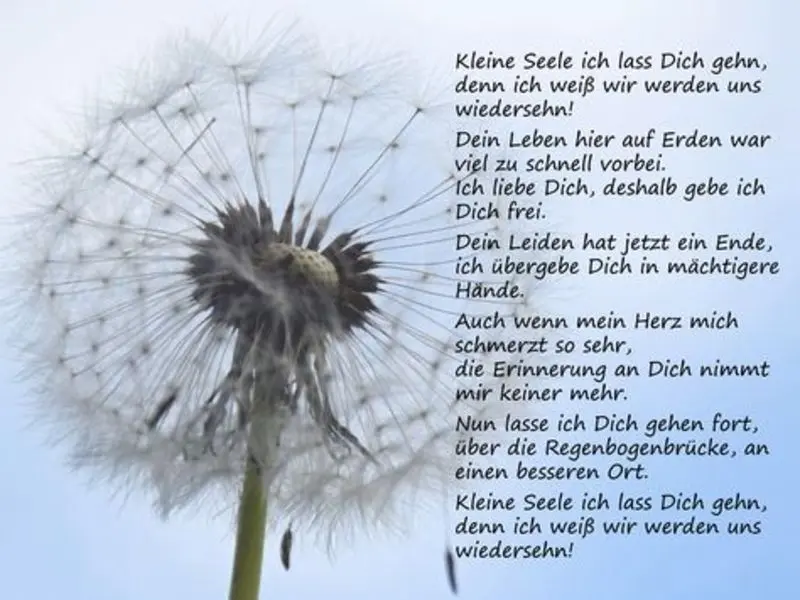 Condolence image of Katrin und Katzi im ❤️