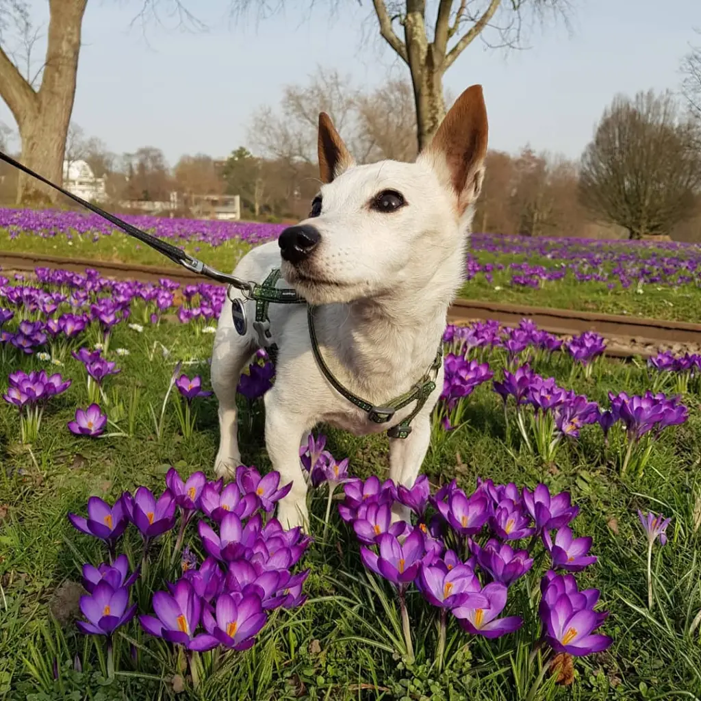 Image from Laika