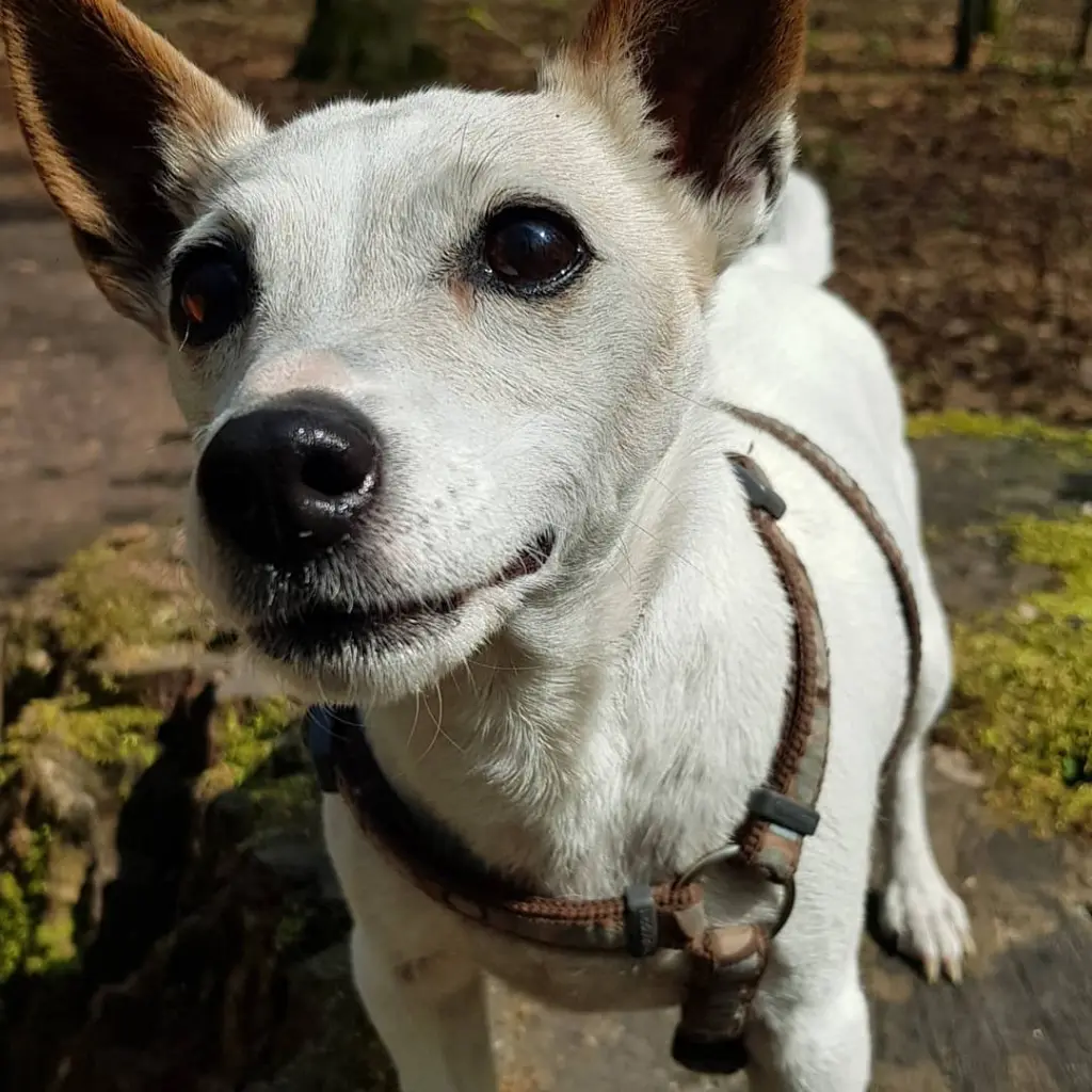 Image from Laika