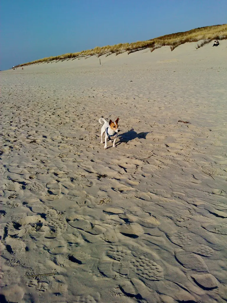 Image from Laika