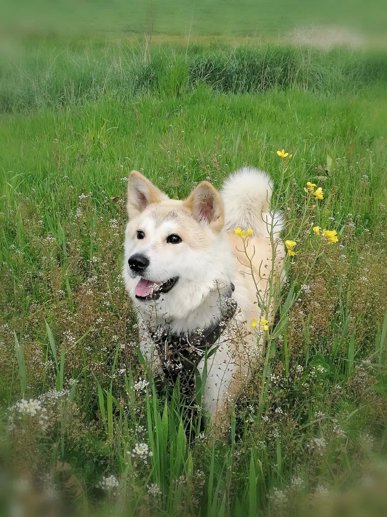 Image from Yori