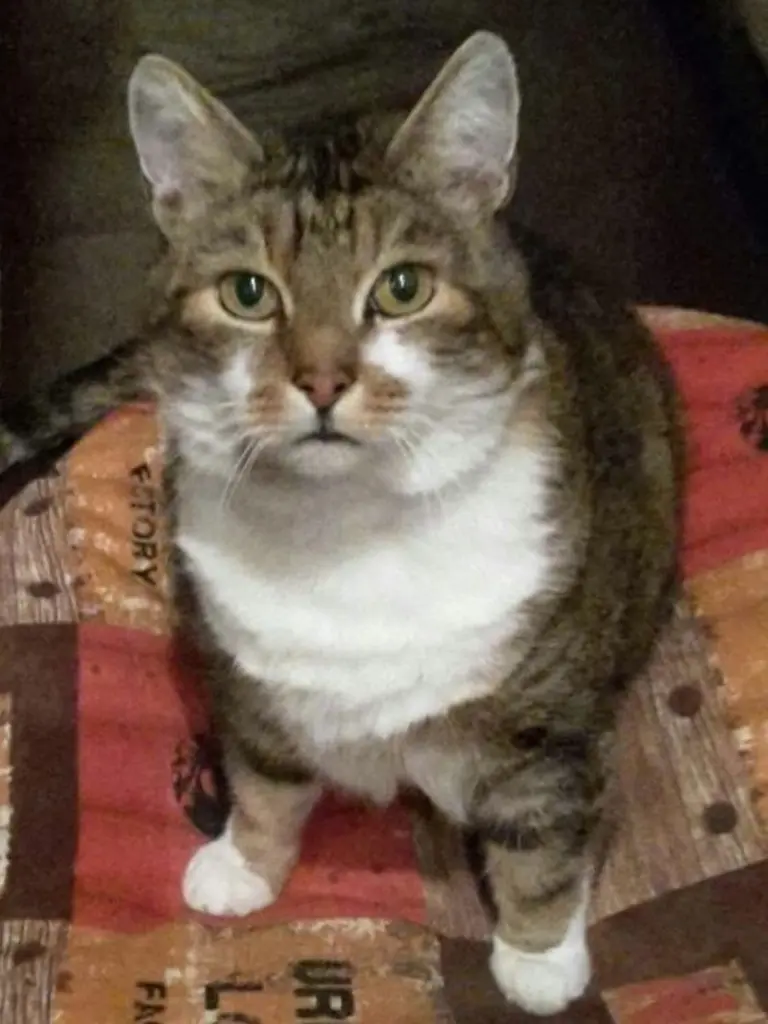 Condolence image of Conny mit Micki im Herzen