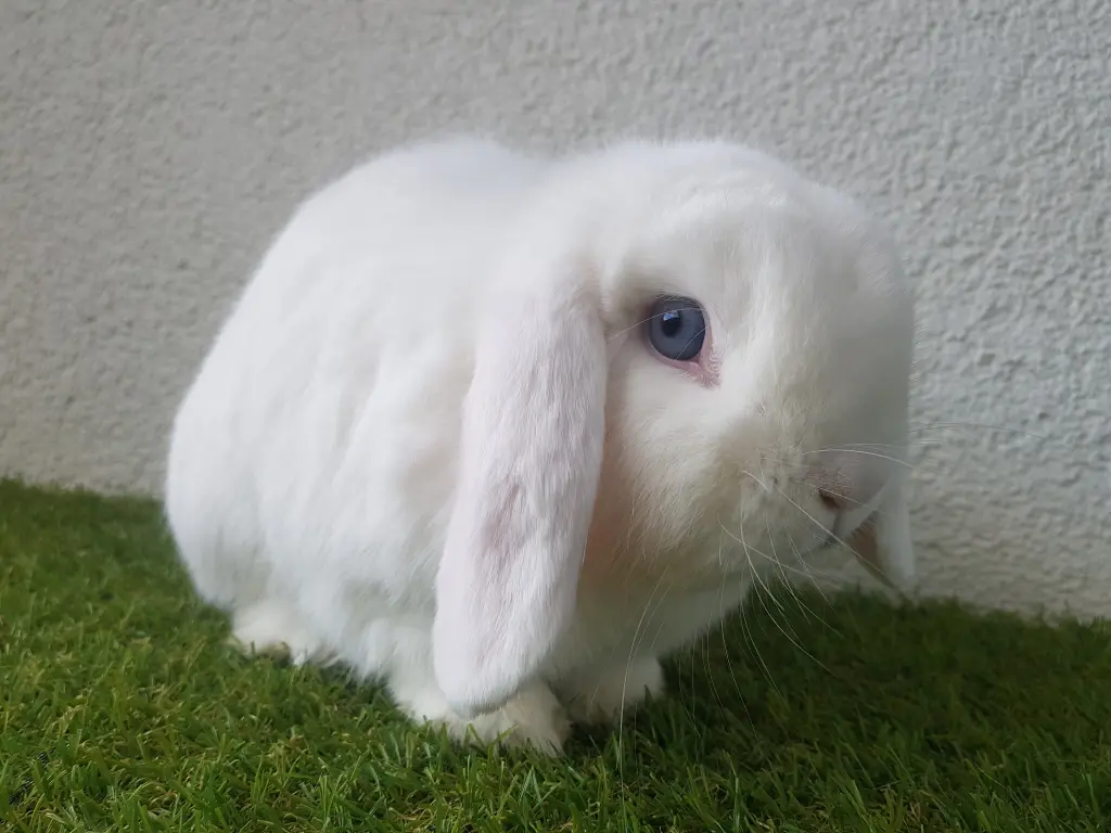 Image from Kei