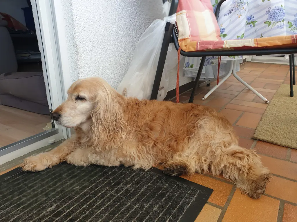 Image from Falko
