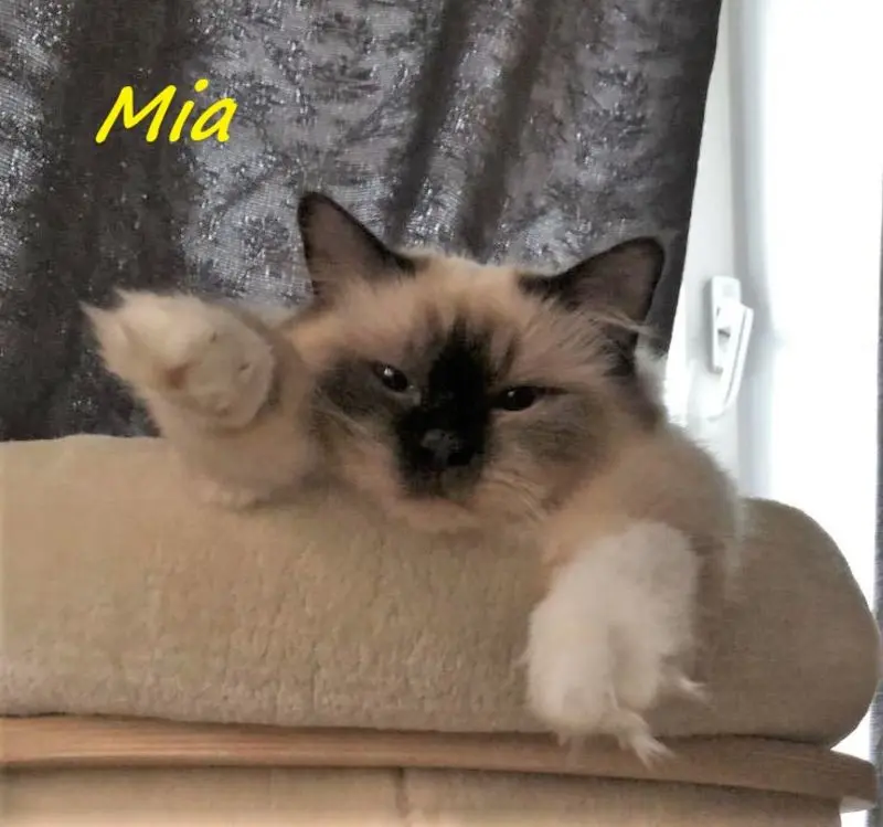 Image from Mia
