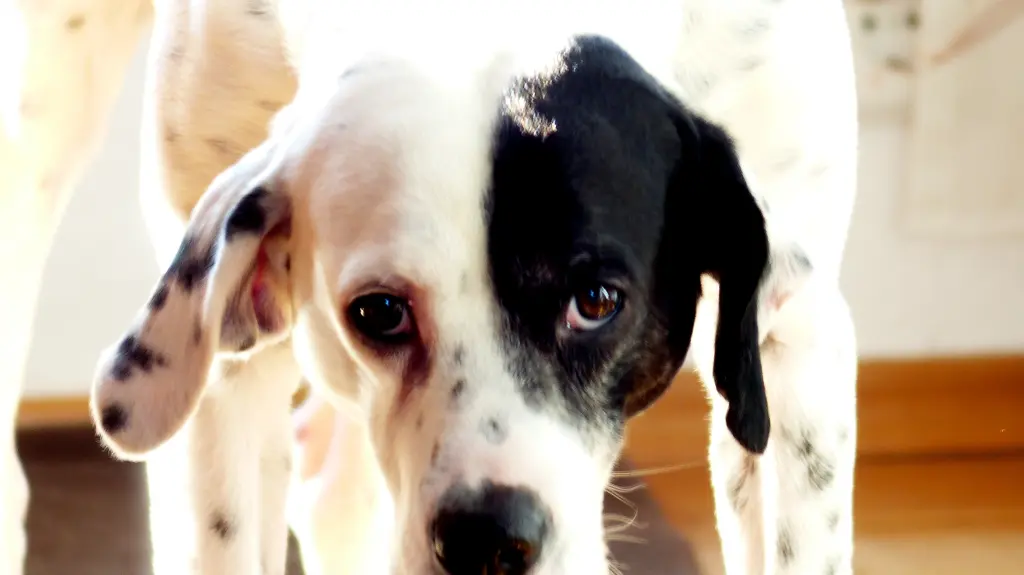 Bild von Zeus