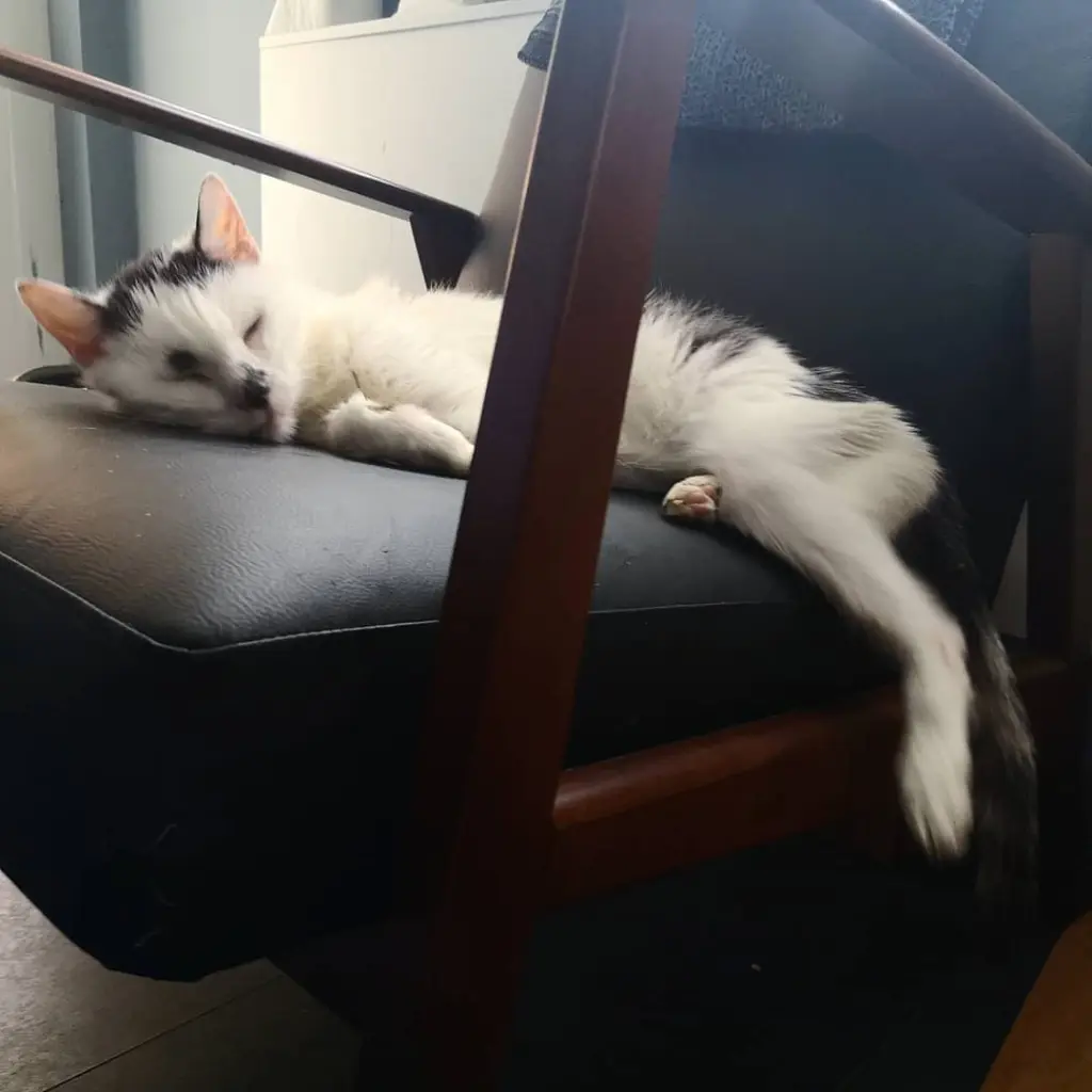Image from Gyzmo