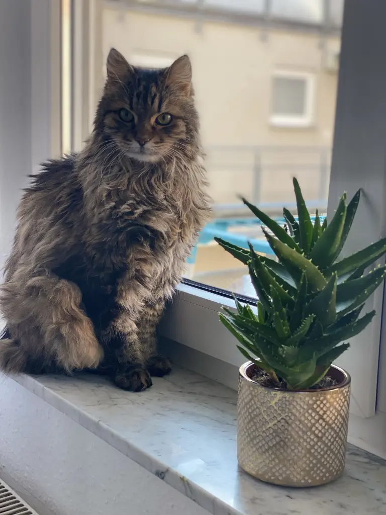 Image from Felix