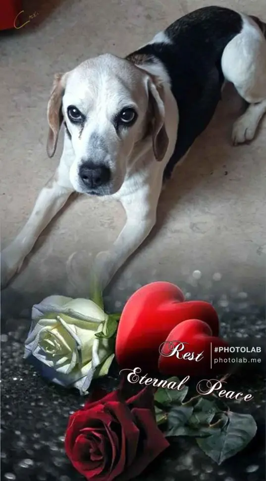 Image from Daysi