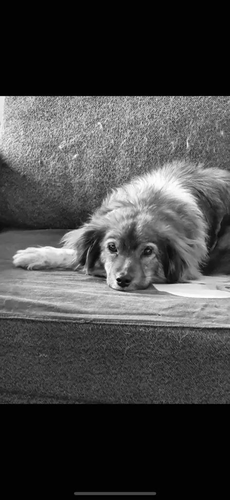 Image from Mylo 