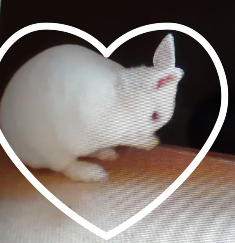 Andachtsbild von Eine Rose für Schnuffi ❤