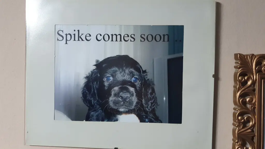 Image from Spike