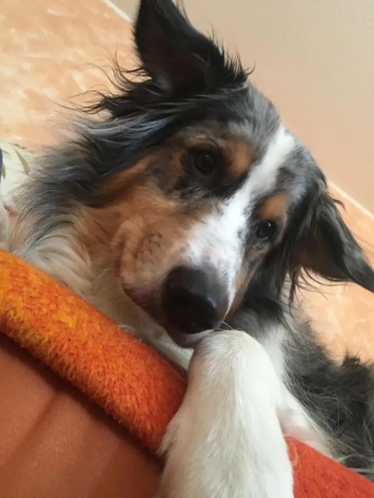 Andachtsbild von Selina mit Lucy