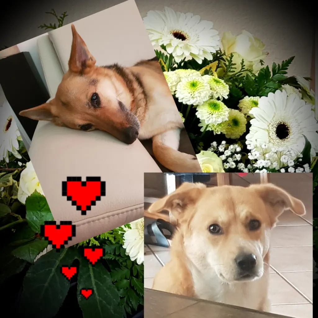 Condolence image of Helga
