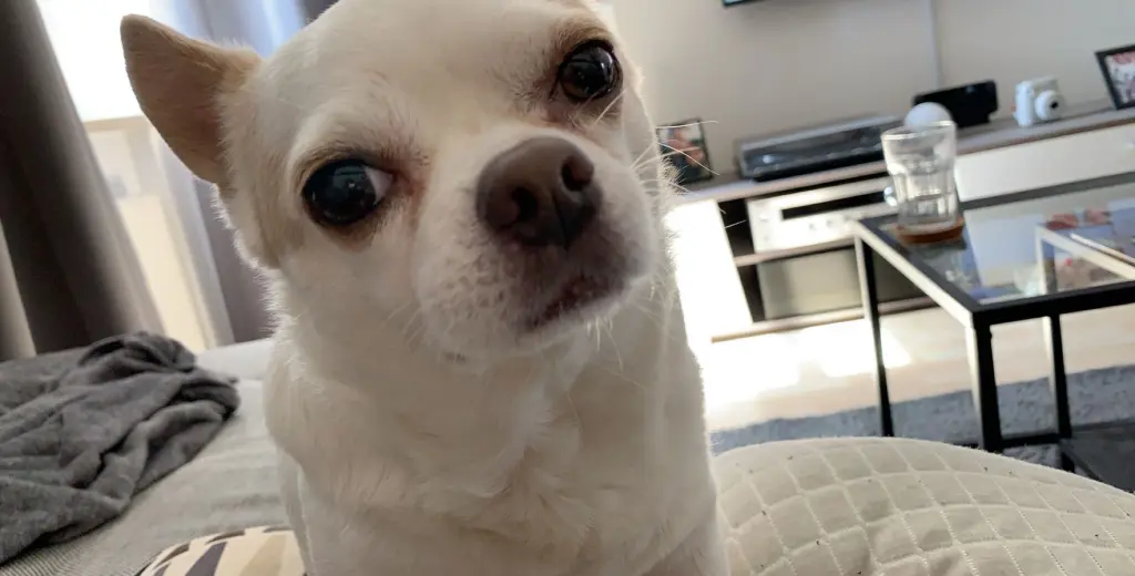 Image from Milo