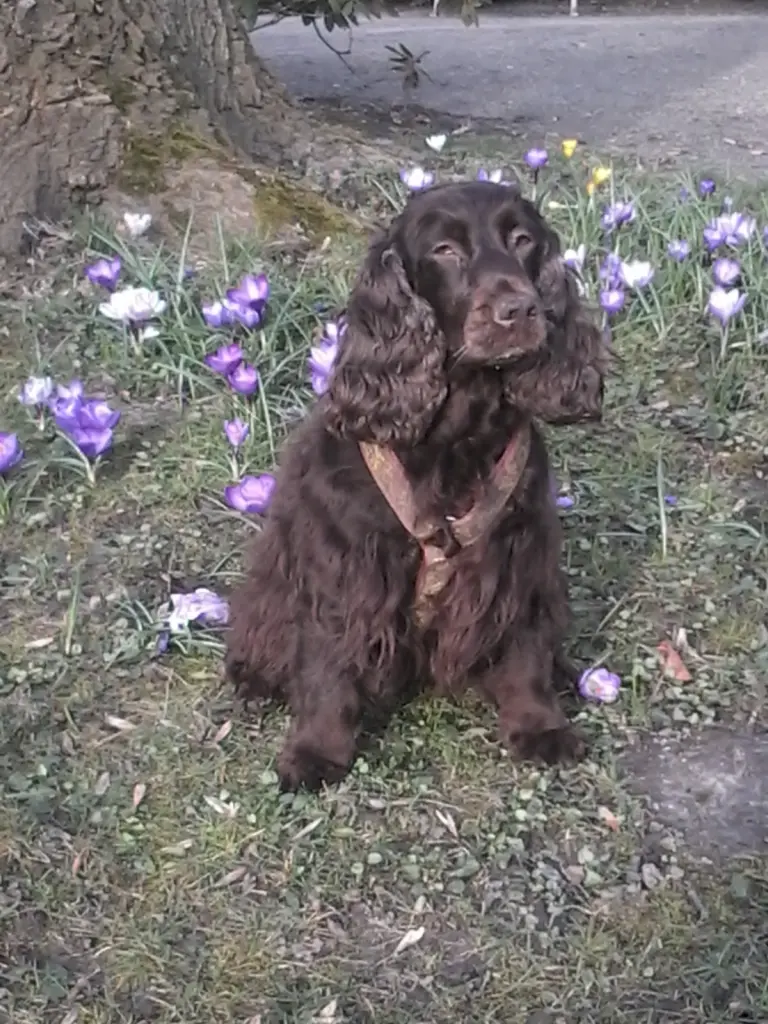 Image from Milka