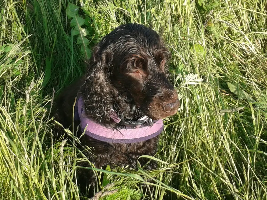 Image from Milka