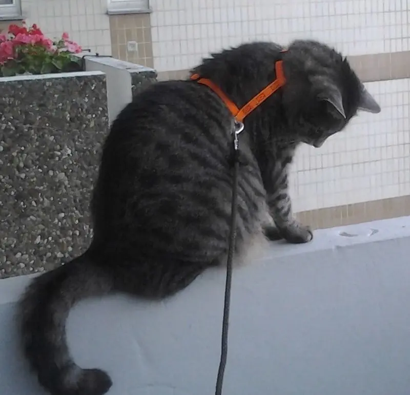Andachtsbild von An Banka und Frauchen Henryka von Gatita und Silvia