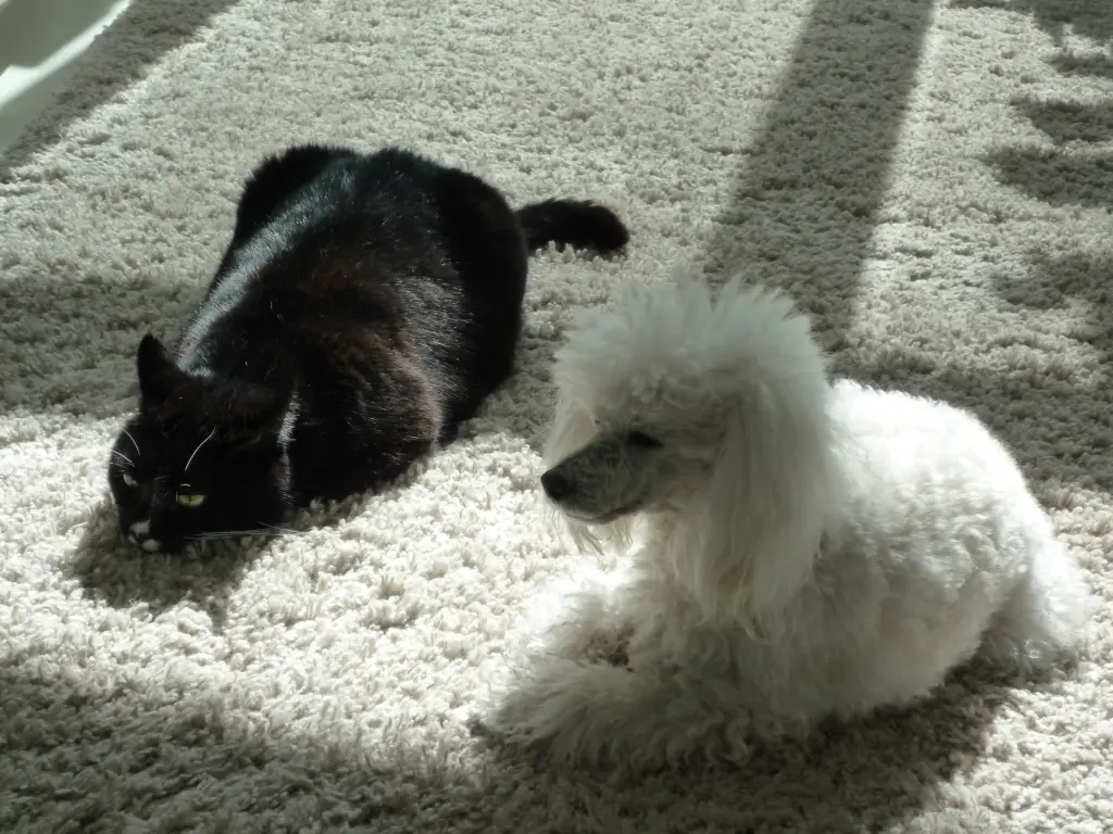 Andachtsbild von Henryka