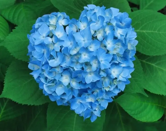 Condolence image of Martina