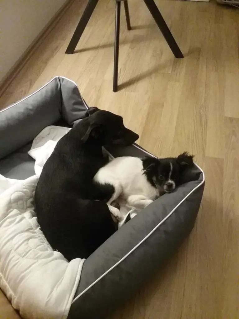 Condolence image of Rocky und Paula