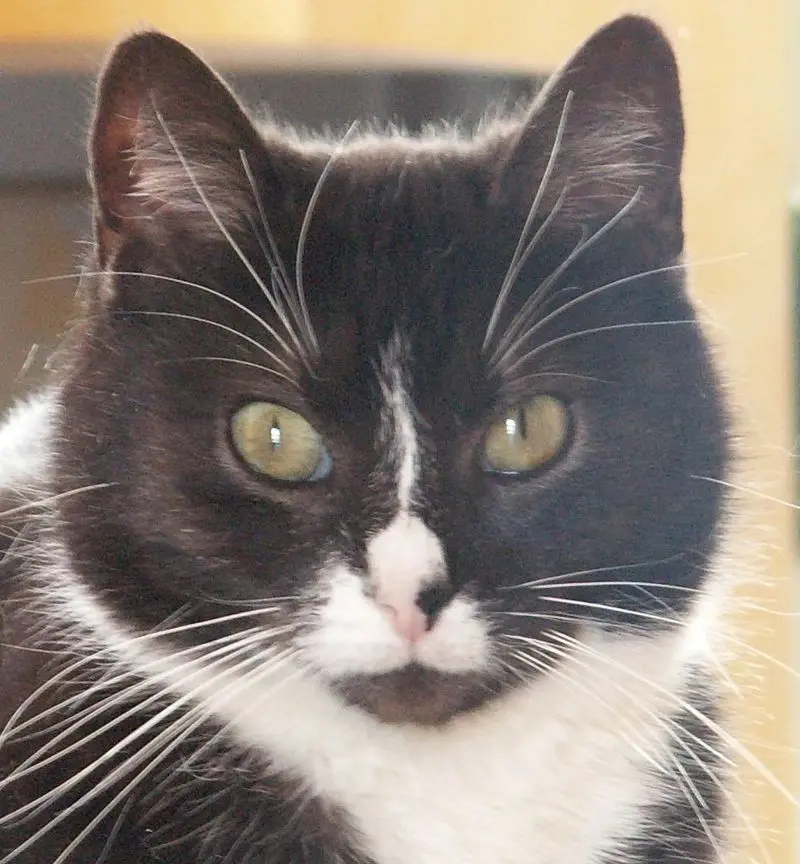 Condolence image of Conny