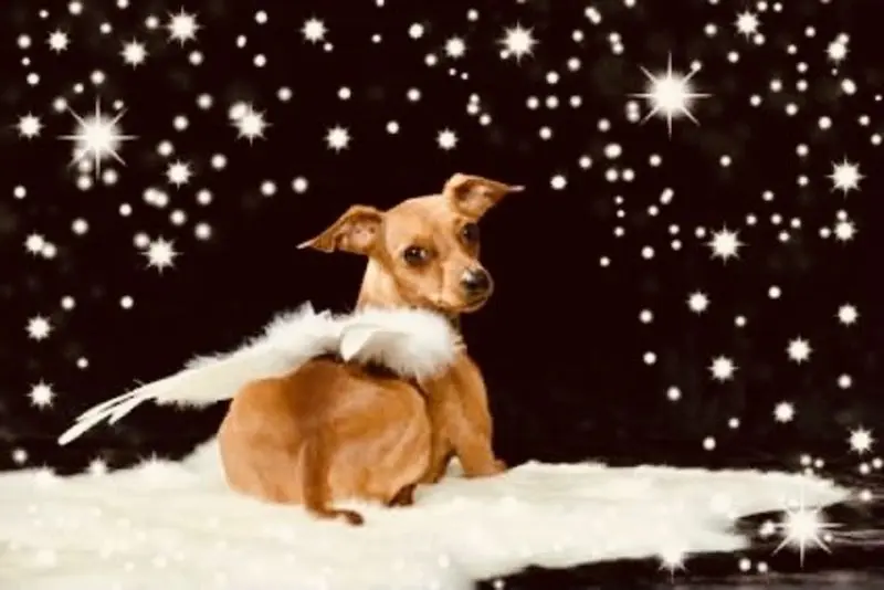 Condolence image of Doris