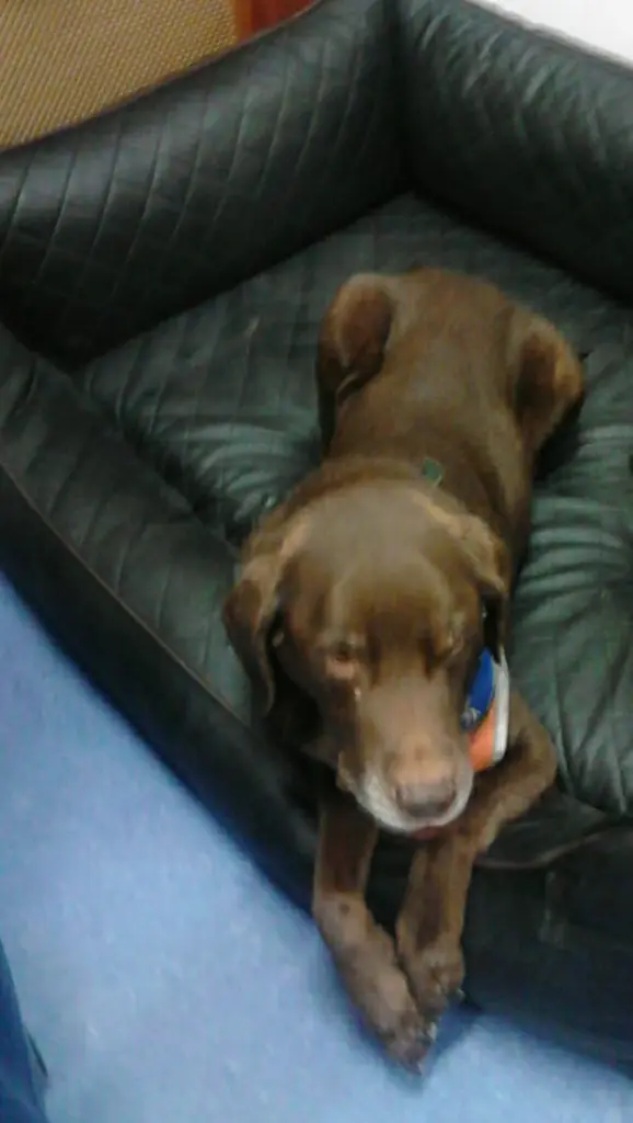 Bild von Scotty