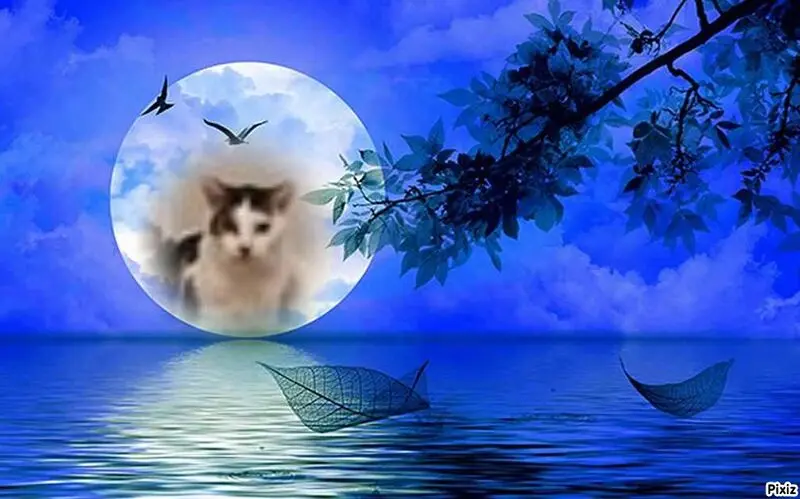 Condolence image of Sternchenpost ⭐