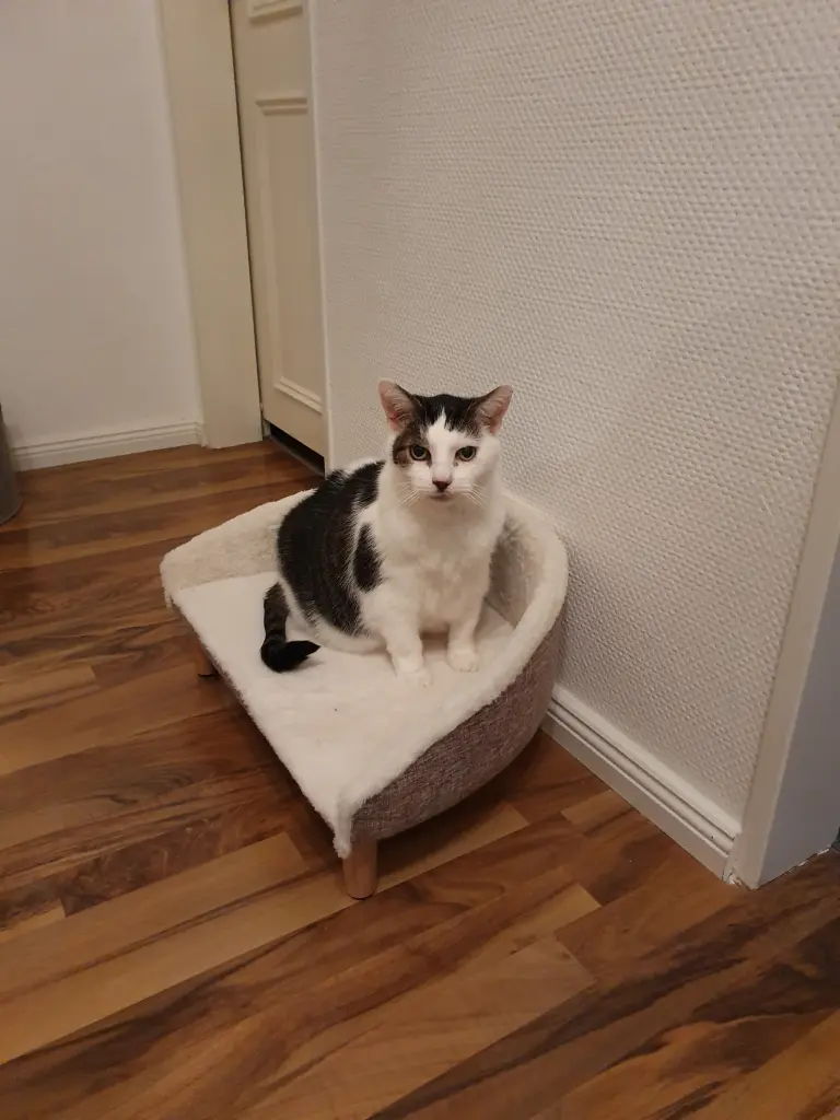 Image from Casper