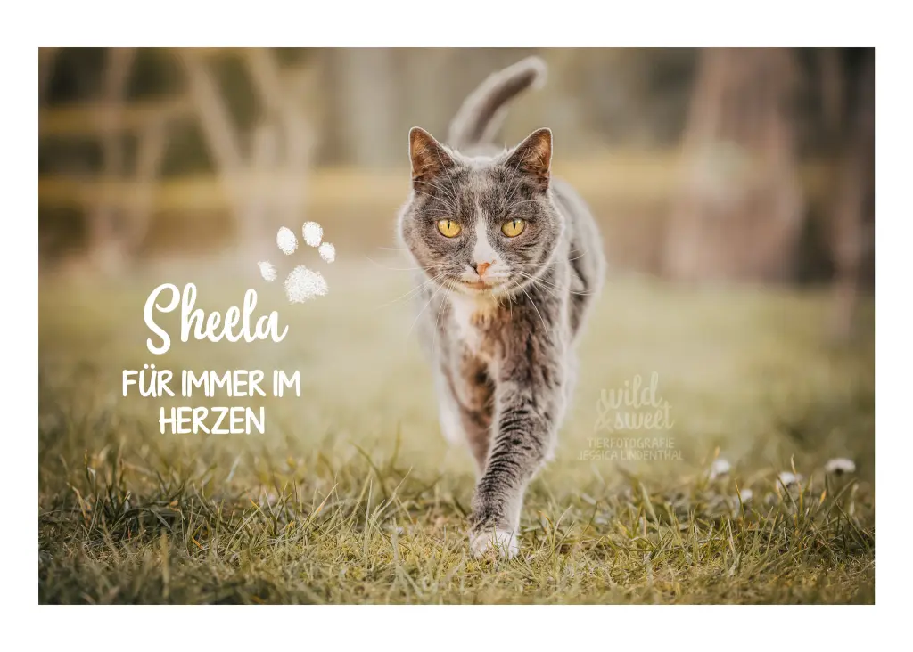 Image from Sheela