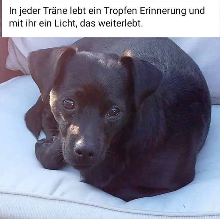 Bild von Lenny
