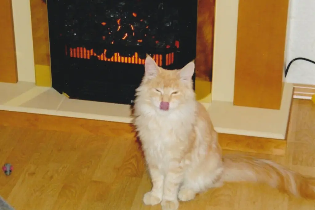 Condolence image of Helgo Bonk