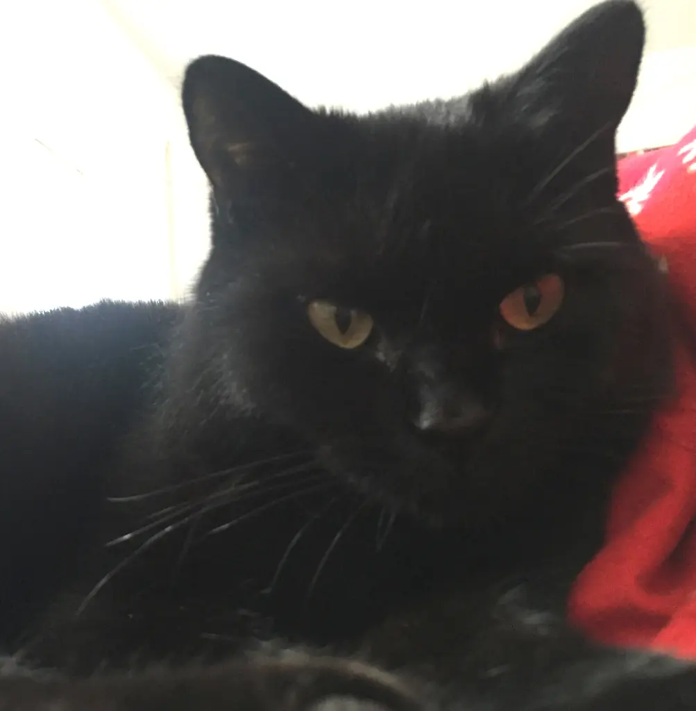 Image from Lola