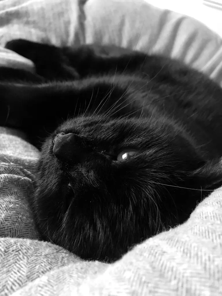 Image from Lola