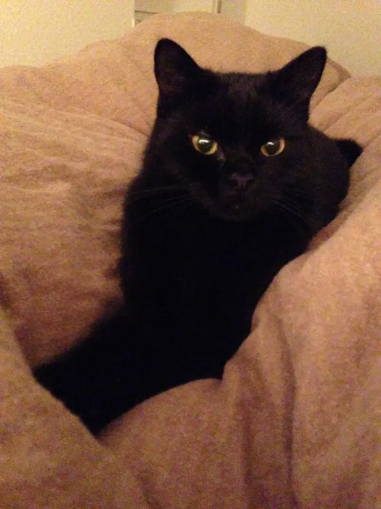 Image from Lola