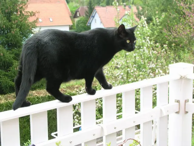 Image from Nero