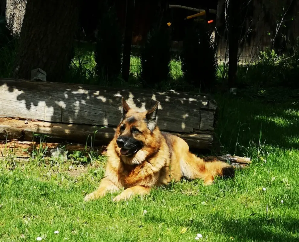 Image from Ruffy