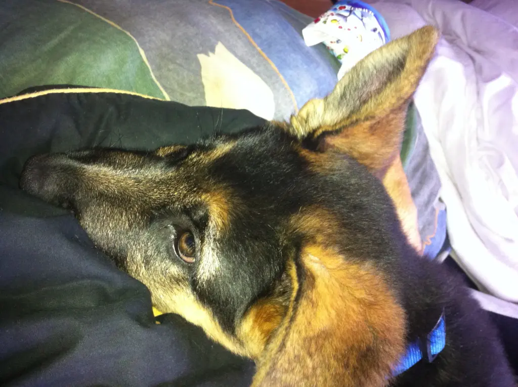 Image from Ruffy