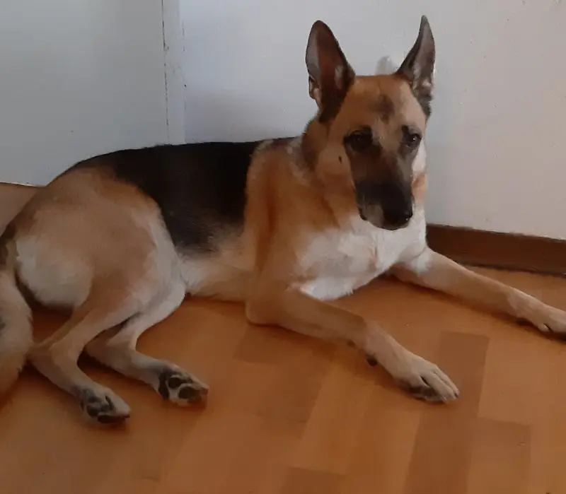 Condolence image of Antje u.Mino mit Josie und Sina Basile