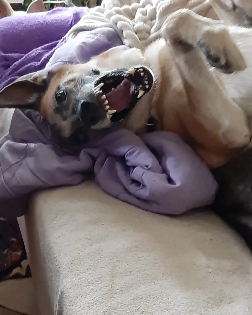 Image from Laila - Cilly