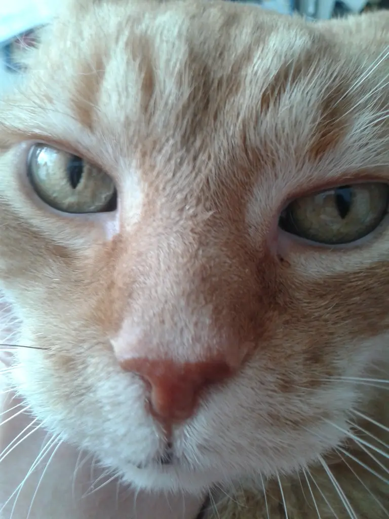 Image from Tommi