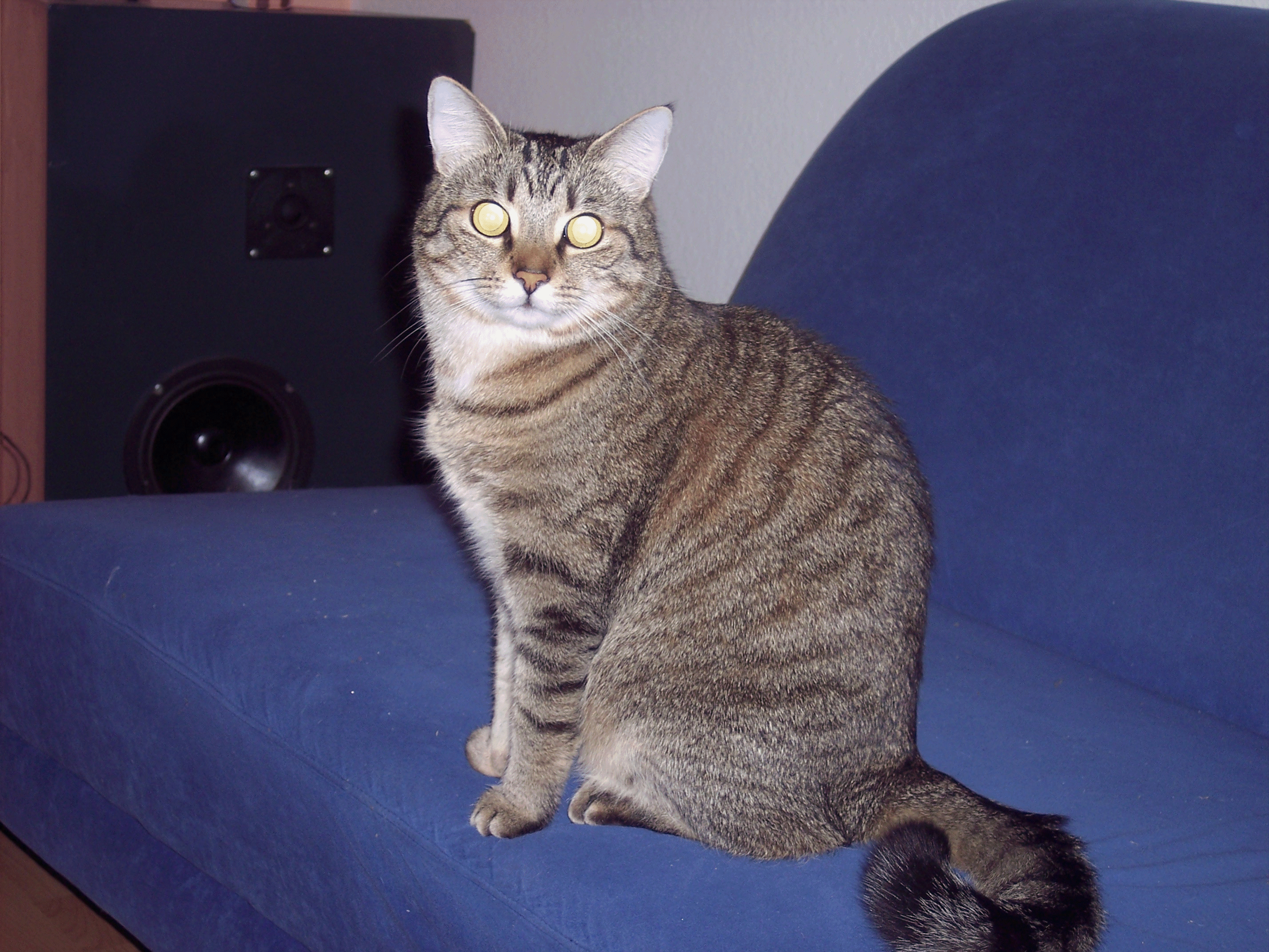 2005 - Du bist der schönste Kater!