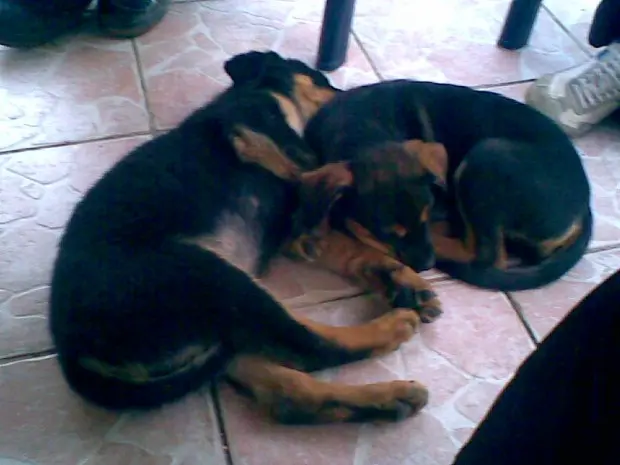 Image from Mogli