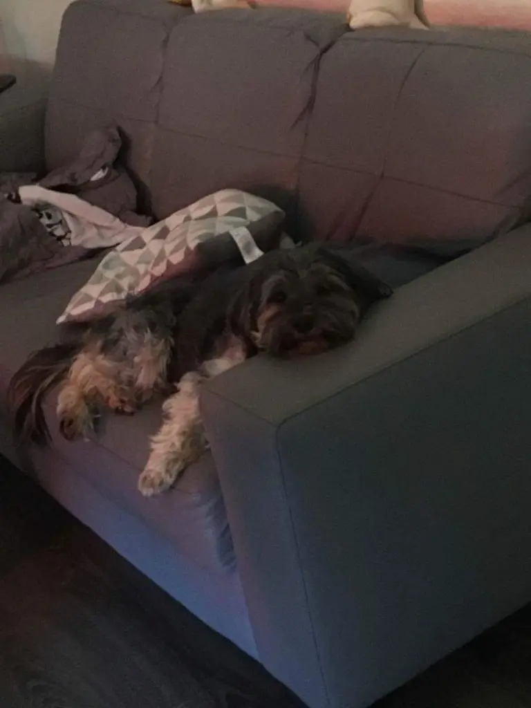 Image from Dobby