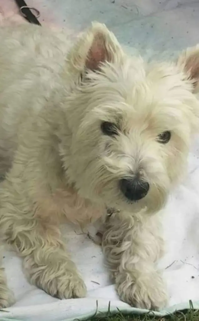 Andachtsbild von Unbekannt